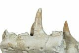 Mosasaur (Prognathodon) Jaw with Four Teeth - Morocco #276706-3